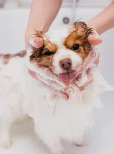 toilettage- application d'une crème toilettage canin