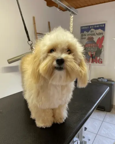 brossage du poil - toilettage canin