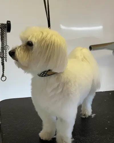 toilettage et mise en beauté chien