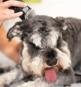 Comment entretenir un schnauzer moyen