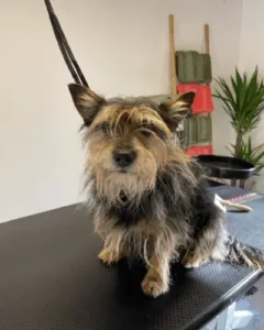 York -Avant le toilettage