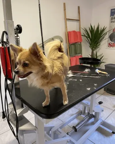 soins et toilettage du shihuahua poils longs à Vendenheim