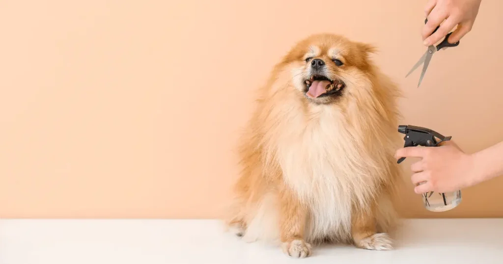 Toilettage chien- toiletter son spitz ou loulou de pomeranie- Bas Rhin