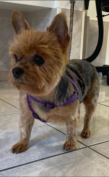 toilettage du york-coupe ciseaux