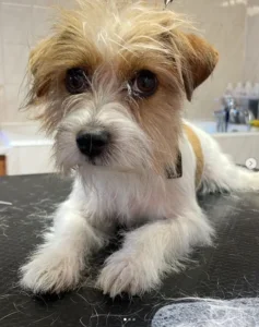 toiletter unJack russel -salon de toilettage Aux Plaisirs Canins -Bas rhin -Vendenheim