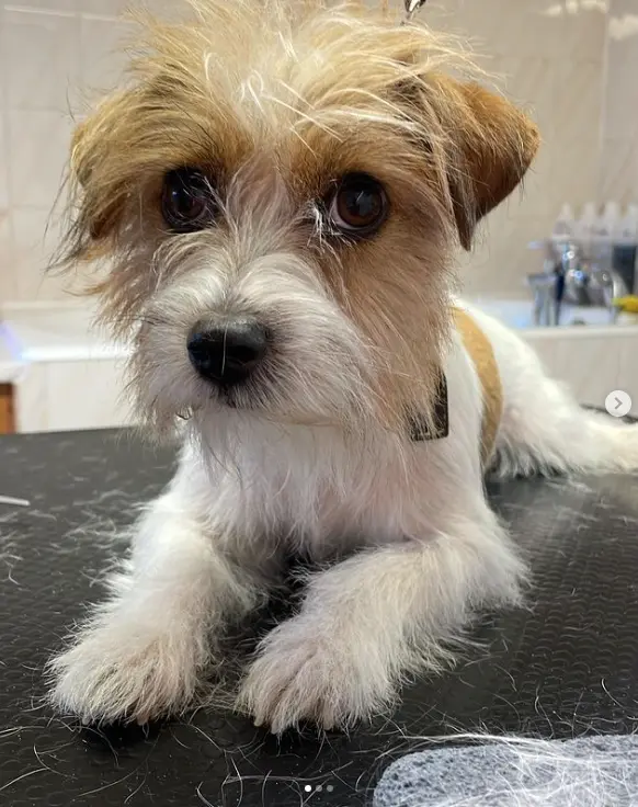 toliettage du Jack Russel - Aux Plaisirs canins -Strasbourg-vendenheim