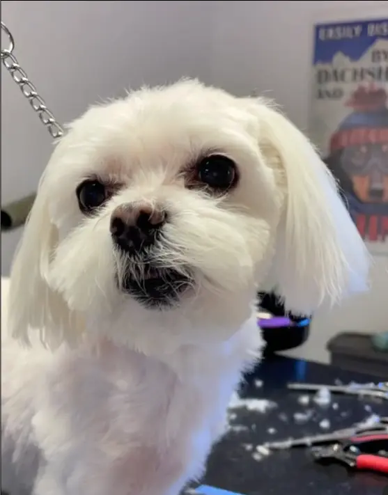 toiletter un coton de tulear