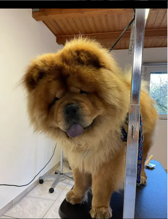 toilettage du showshow à Vendenheim- Bas Rhin