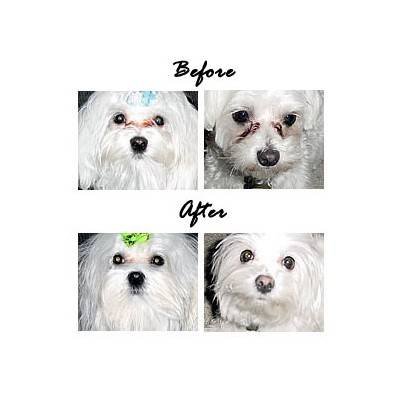 les yeux du chien conseils de nettoyage