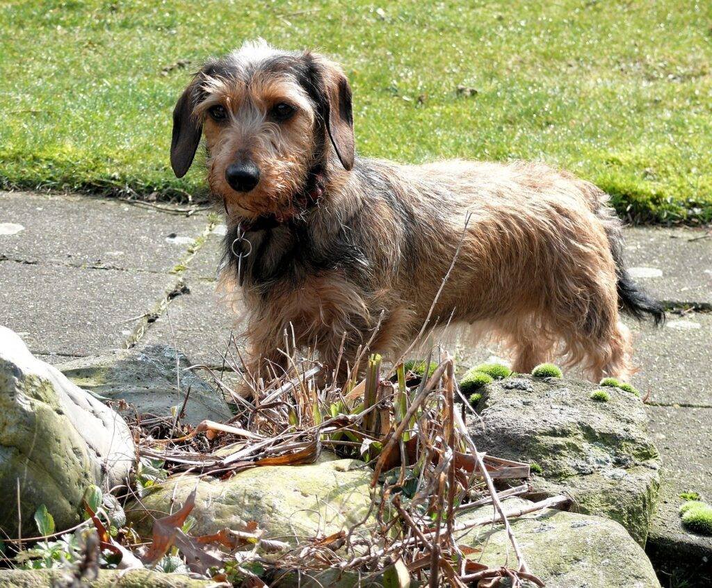 caninchen dachshund, animal, dog-953699.jpg