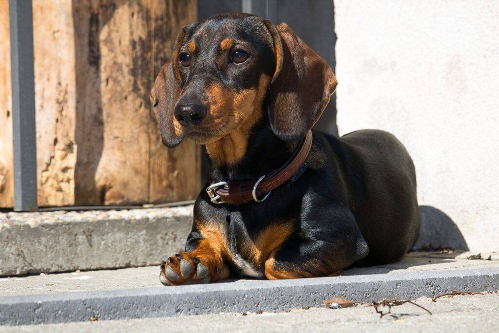 dachshund, dog, domestic animal-3480930.jpg