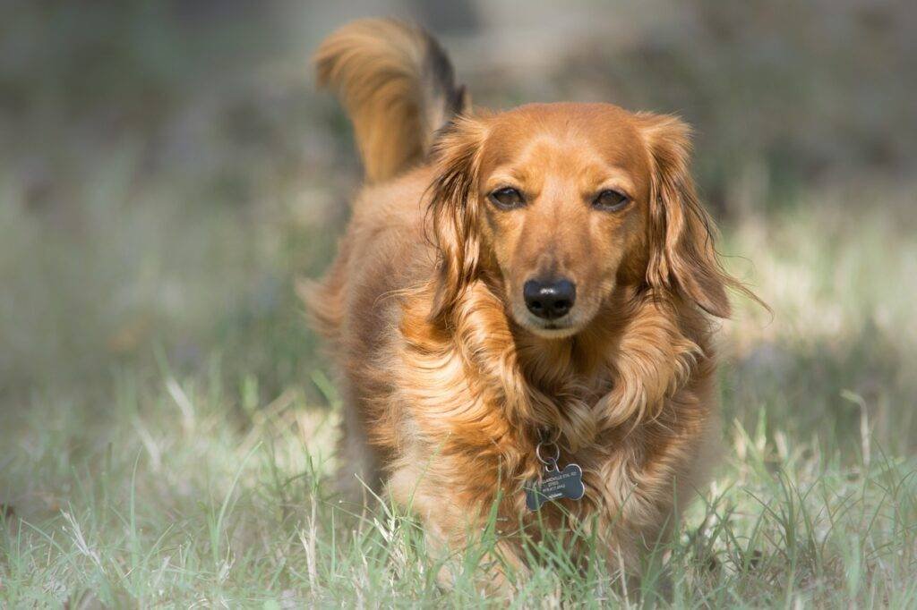 dog, dachshund, pet-5771013.jpg