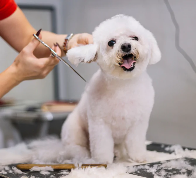 les chiens Toutoubos recommandent le salon de toilettage Aux plaisirs canins à Vendenheim