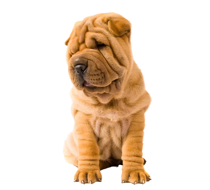 accessoires colliers et laisses pour chiens en vente au salon de toilettage
