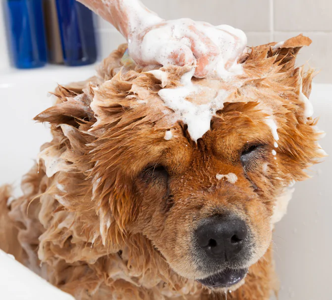 toilettage canin- shampoing du shoshow