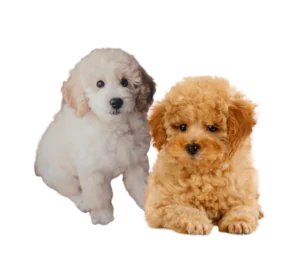 toiletter un caniche ou bichon frisé par type de poils- poils frisés