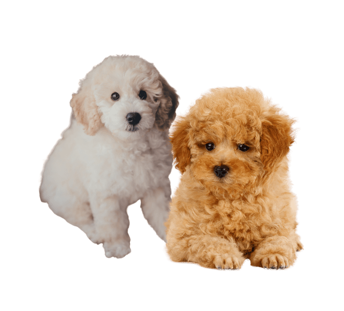 toiletter un caniche ou bichon frisé par type de poils- poils frisés