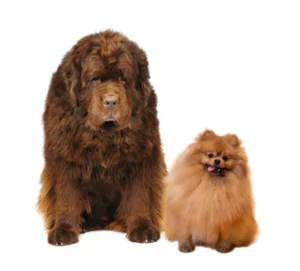 poil double - toilettage par type de poils le spitz