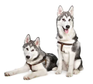 toilettage canin par type de poils -poil double