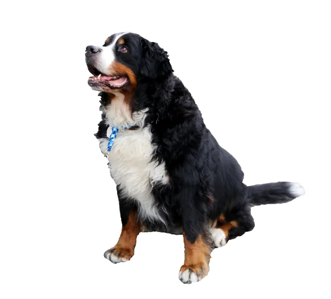 services et toilettage canin-contacter aux plaisirs canins