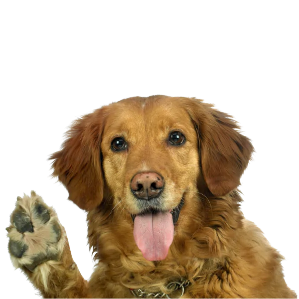 faire toiletter un golden retriever au salon de toilettage Aux Plaisirs Canins Vendenheim