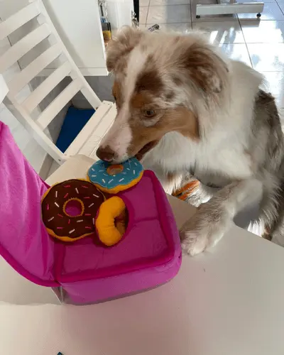 Toutoubo, berger australien premier cient d'auxplaisirs canins de vendenheim