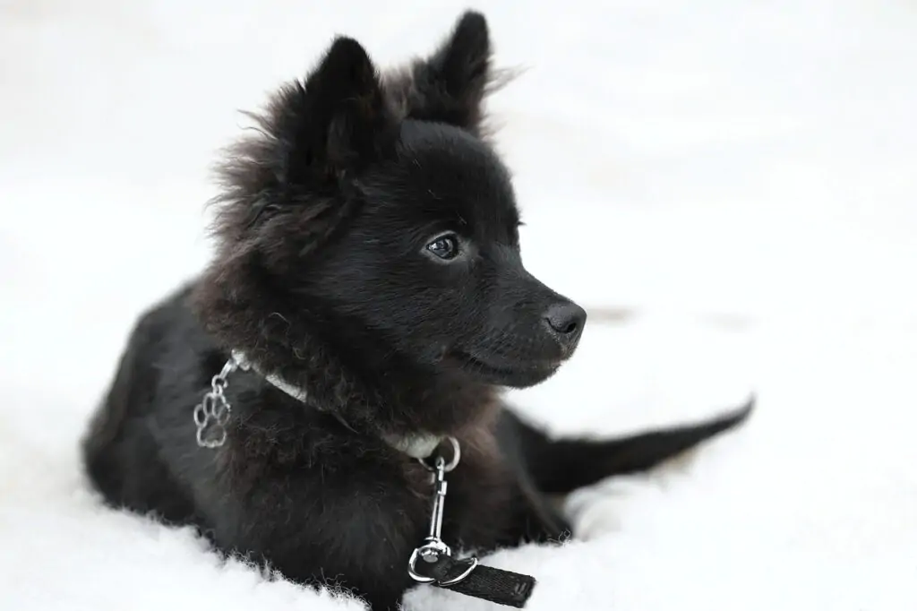 spitz, dog, puppy-7496625.jpg