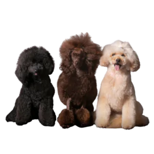 toiletter un caniche nain ou toy- couleur abricot, rouge ou gris