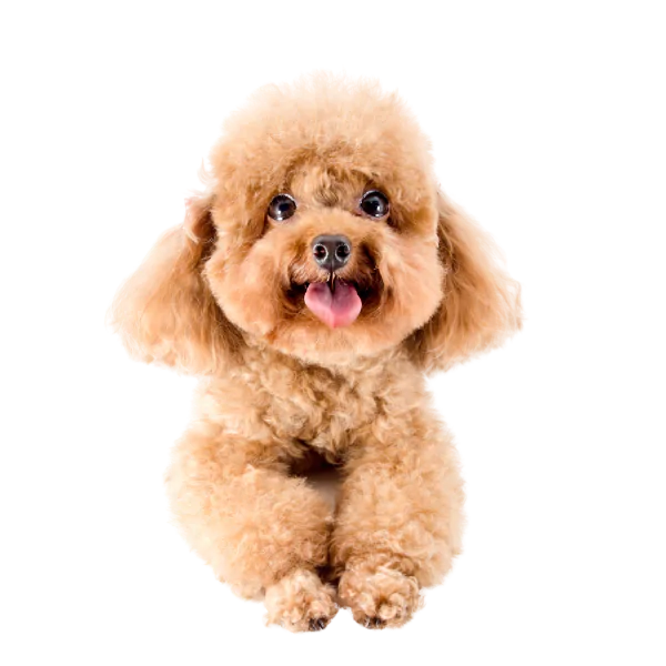 Comment bien toiletter un caniche -