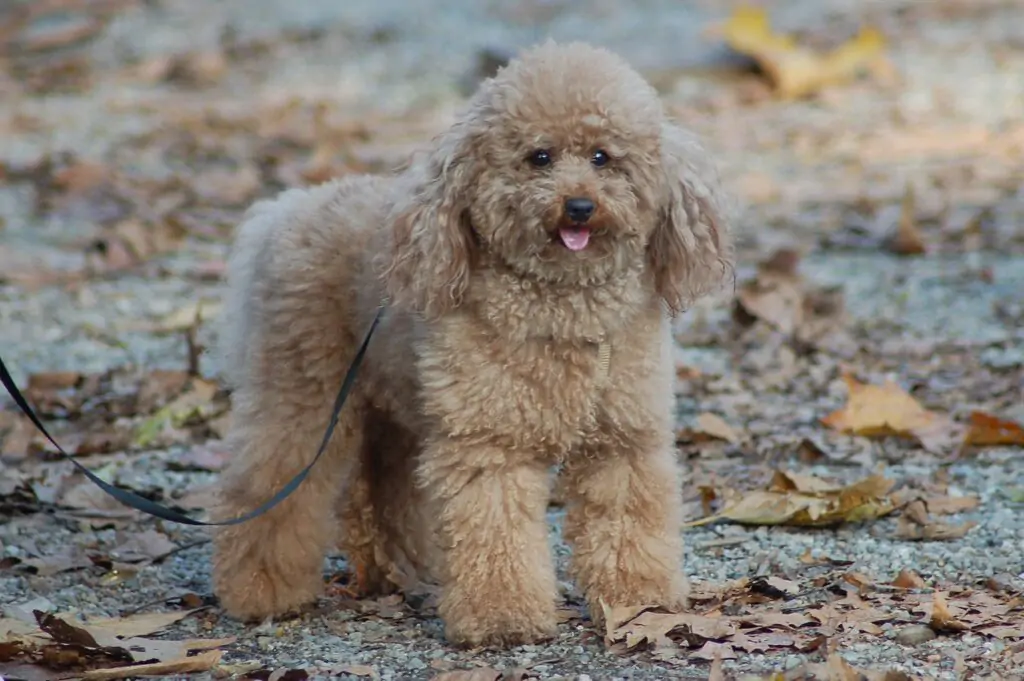 Le caniche est un chien adorable et très intelligent aux capacités infinies.