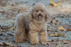 Le caniche est un chien adorable et très intelligent aux capacités infinies.