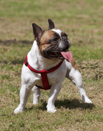 bouledogue français conseils de soins et hygiène et le protéger contre la chaleur