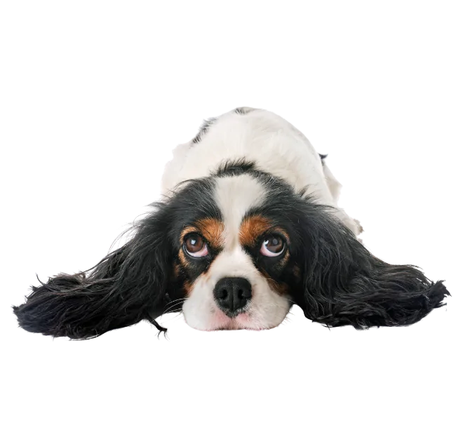 cavalier king charles au salon toilettage aux plaisirs canins vendenheim