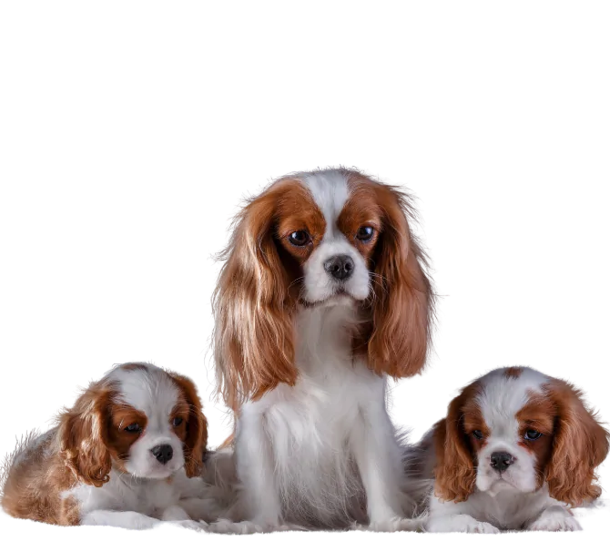 toiletter un cavalier king charles en alsace