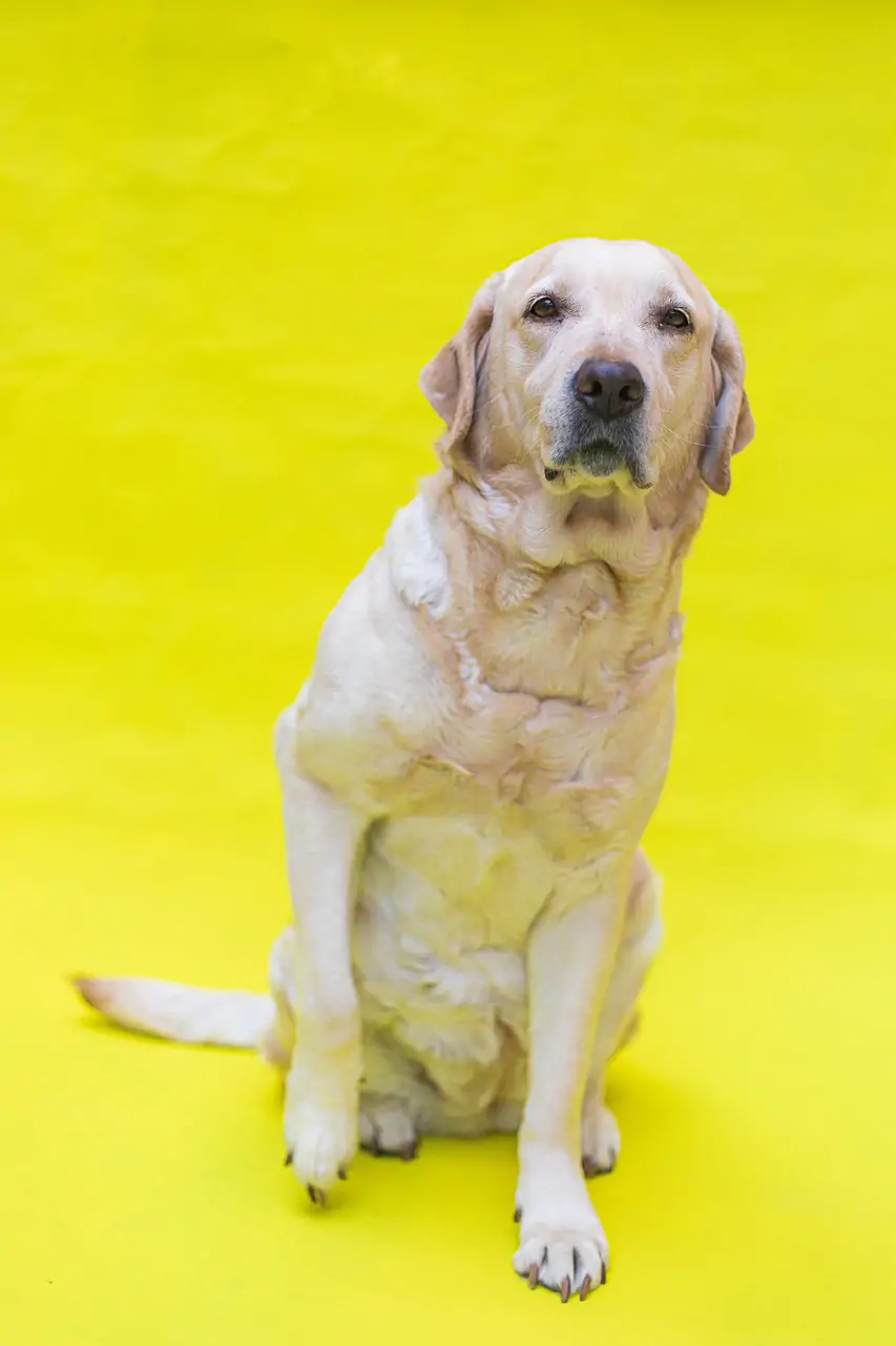 dog, labrador, nature-5451921.jpg