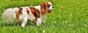 dog, pet, cavalier king charles spaniel-1610940.jpg