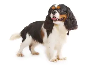 toiletter un cavalier king charles