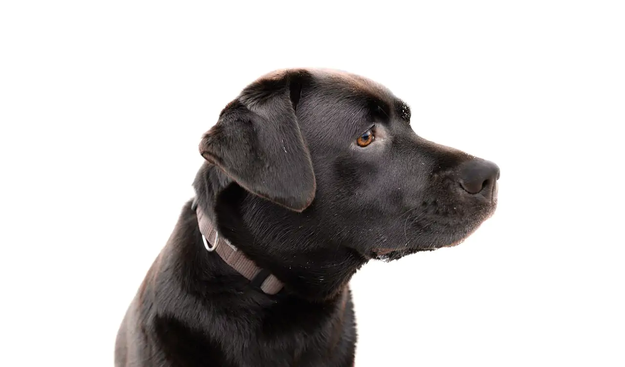 entretien du labrador