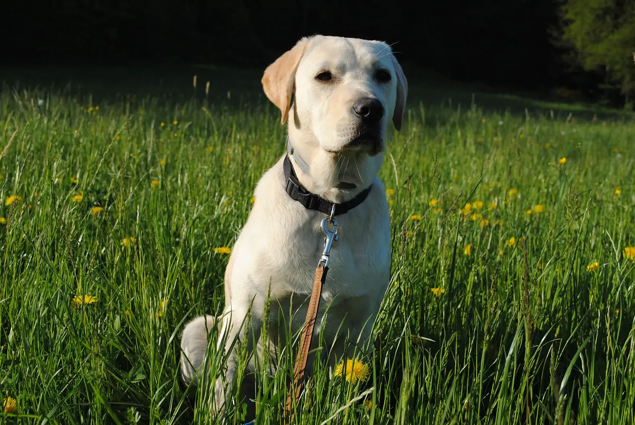 labrador retriever, dog, animal-1340831.jpg