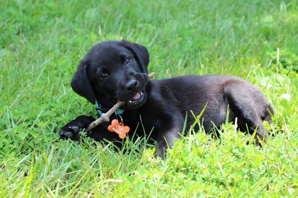 puppy, black, labrador-637784.jpg