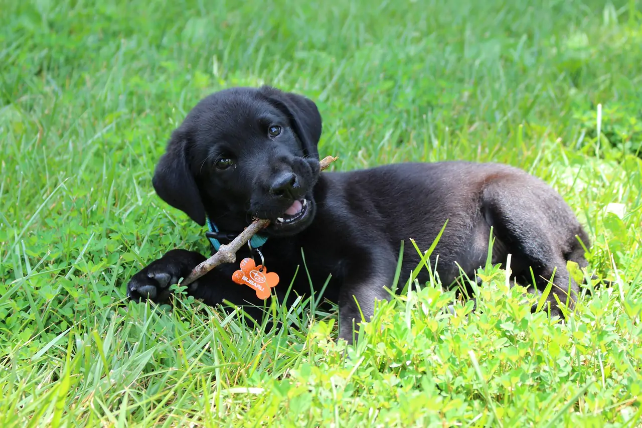 puppy, black, labrador-637784.jpg