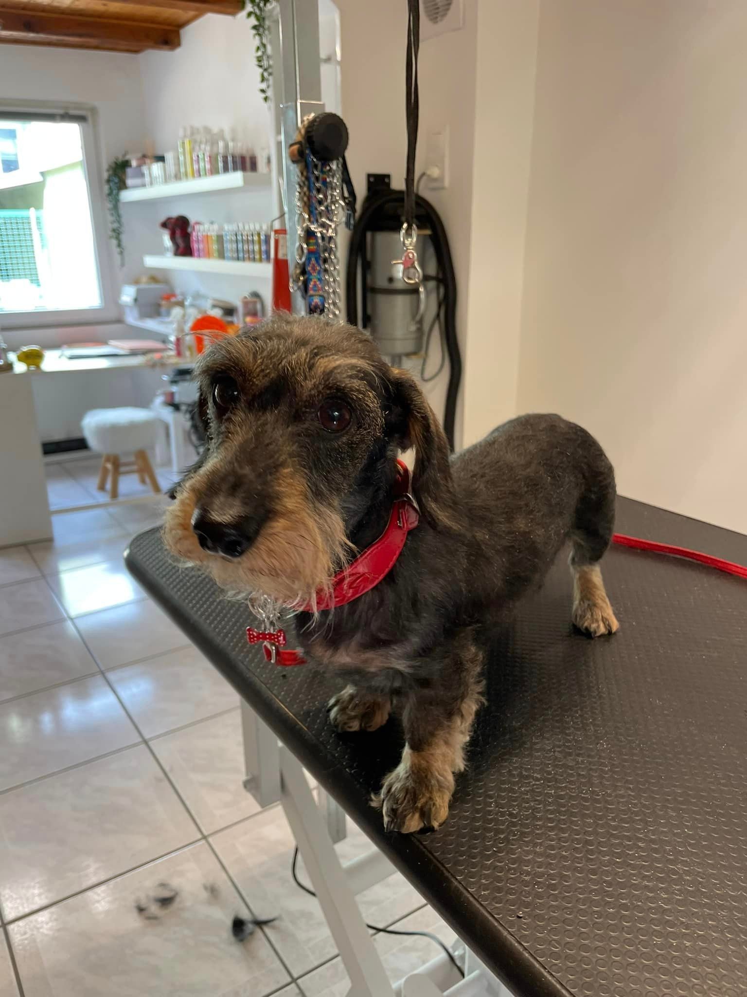 igloo teckel toilettage