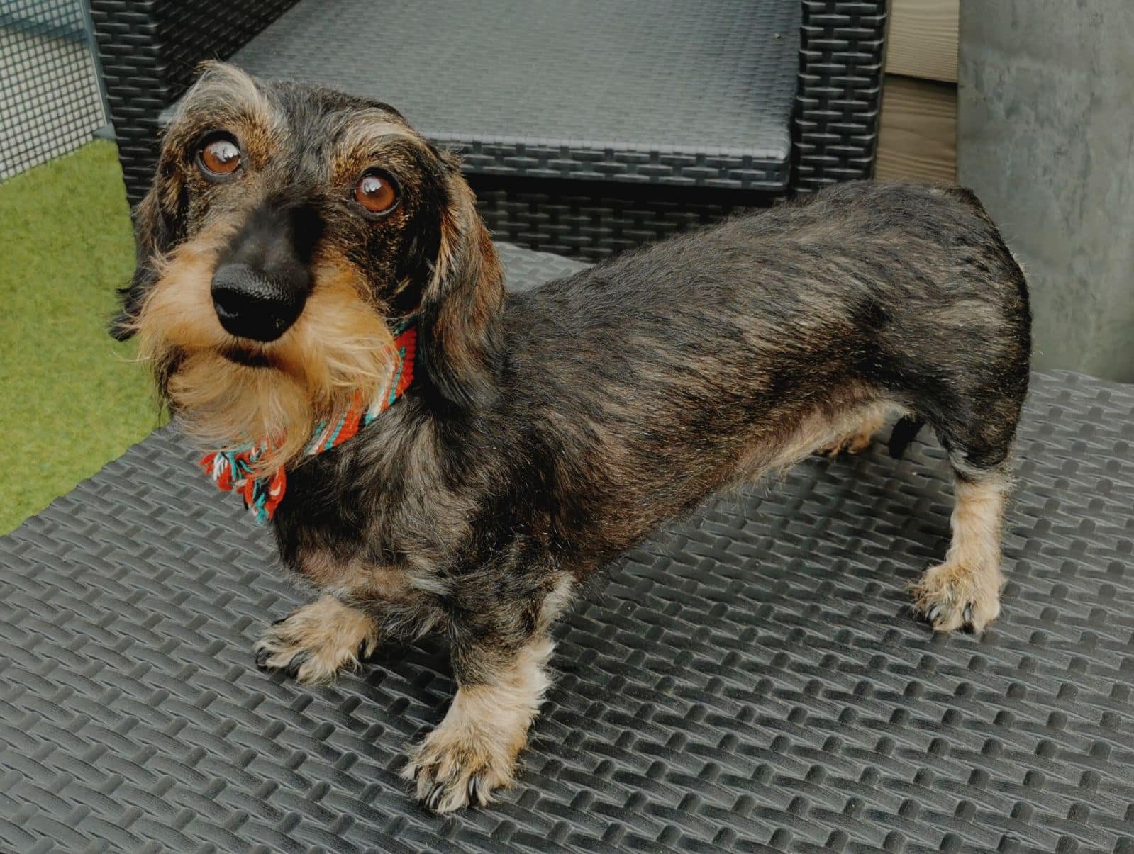 Pixie teckel à poil dur