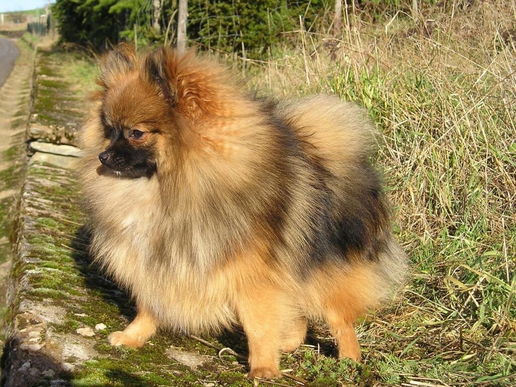 Spitz allemand, loulou de poméranie