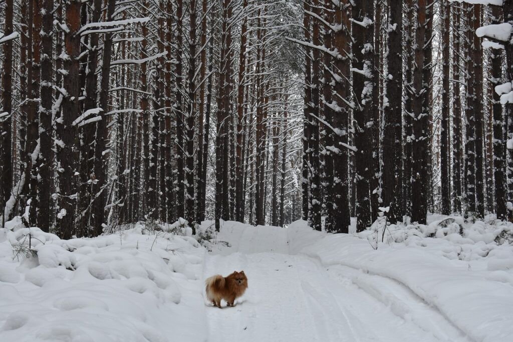 forest, pet, snow-3823545.jpg