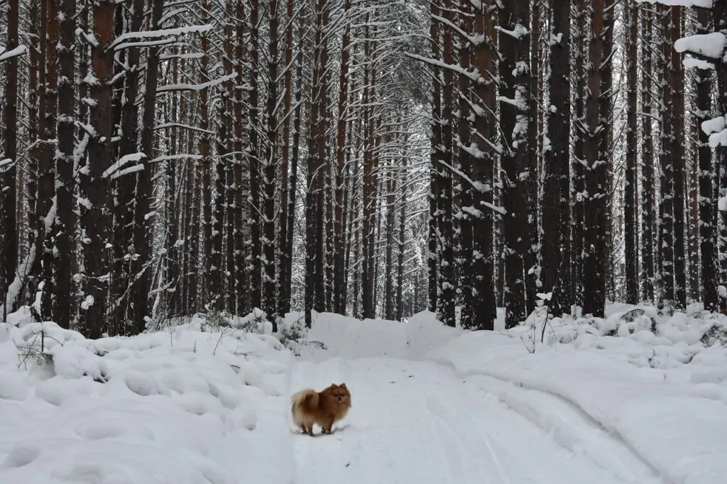 forest, pet, snow-3823545.jpg