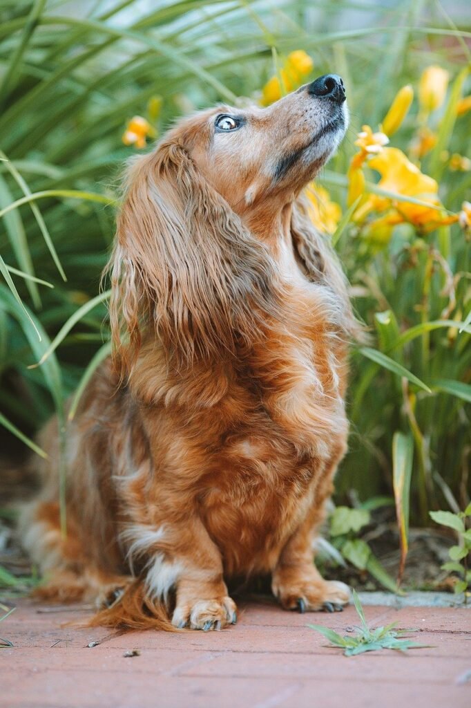 dachshund, dog, pet-8043113.jpg