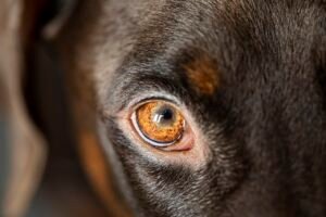 dog, eye, head-5997842.jpg