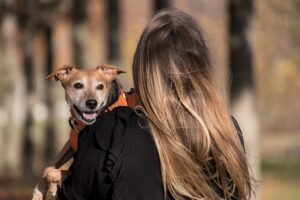 Service de garderie pour chien à strasbourg - dog sitter