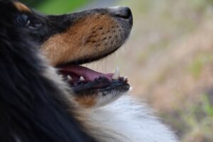 dog, snout, shetland sheepdog-6508053.jpg
